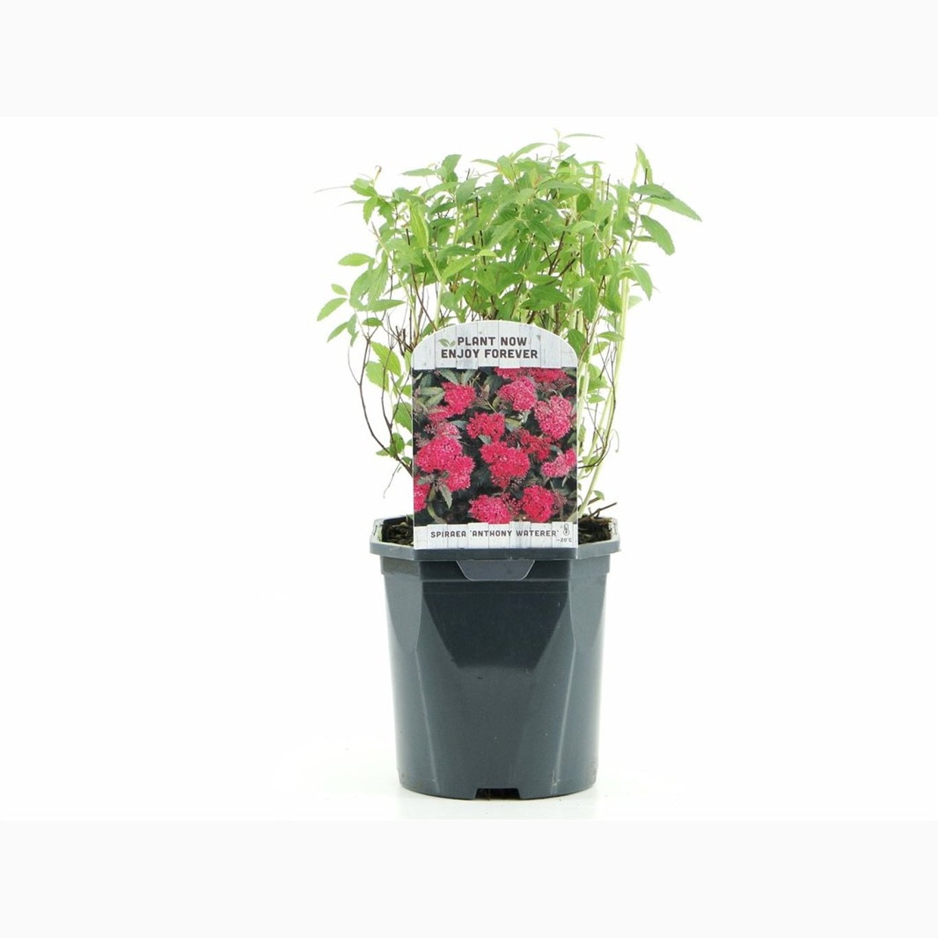 Praktspirea – Spiraea japonica 'Anthony Waterer' - C2